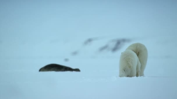 Close Ijsbeer Moeder Welp Ursus Maritimus Stalken Ringelrobben Arctische Zee — Stockvideo