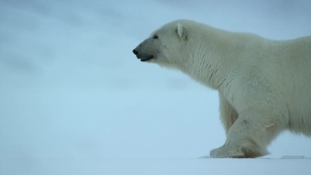 Close Polar Bear Ursus Maritimus Walking Svalbard Area Searching Food — Stock Video