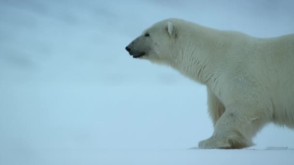 北極海 スヴァールバル ノルウェーの食糧を探すスヴァールバル地域を歩く極熊 ウルス マリティマス の閉鎖 — ストック動画