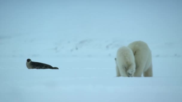 Close Polar Bear Mother Cub Ursus Maritimus Stalking Ringed Seal — Stock Video