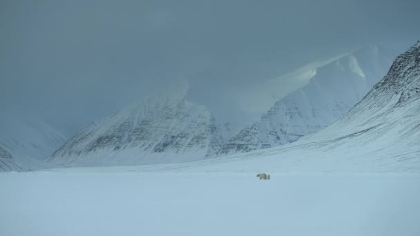 Polar Bear Mother Cub Ursus Maritimus Walking Svalbard Area Searching — Stock Video