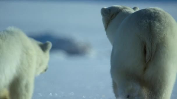 北极熊妈妈和小熊 Ursus Maritimus 在斯瓦尔巴地区寻找食物 北冰洋 斯瓦尔巴 — 图库视频影像