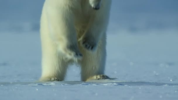 Полярний Ведмідь Ursus Maritimus Проривається Крізь Поверхню Льоду Їжі Арктичне — стокове відео