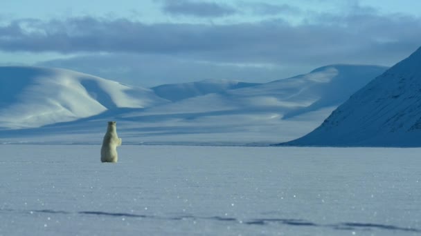 北極海 スヴァールバル諸島 ノルウェーの食料を探すスヴァールバル地方を歩くホッキョクグマの母親と赤ちゃん ウルス マリティマス — ストック動画