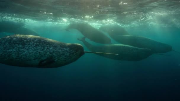 水中からの眺めは 氷の海の端 北極海 カナダ北部でのクジラ Monodon Monoceros の水泳とダイビングとしても知られている スローモーション — ストック動画