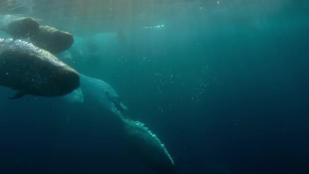 在加拿大北部的北冰洋 独角鲸也被称为独角鲸 Mondon Monoceros 在浮冰边缘游泳和潜水 慢动作 — 图库视频影像