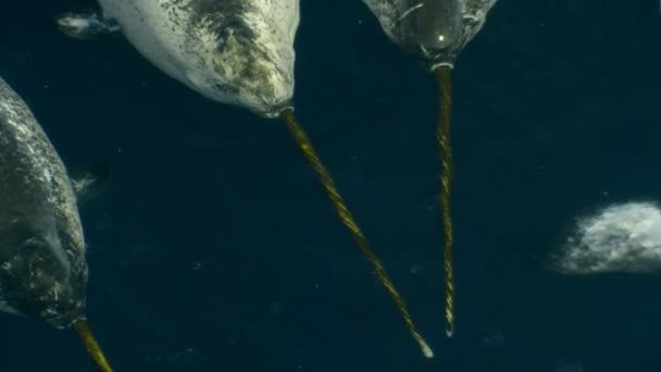 在加拿大北部的北冰洋 独角鲸也被称为独角鲸 Mondon Monoceros 在浮冰边缘游泳和觅食 慢动作 — 图库视频影像