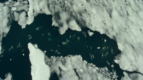 海氷の端 北極海 北カナダでナロクジラ Monodon Monoceros の水泳や給餌としても知られている スローモーション — ストック動画