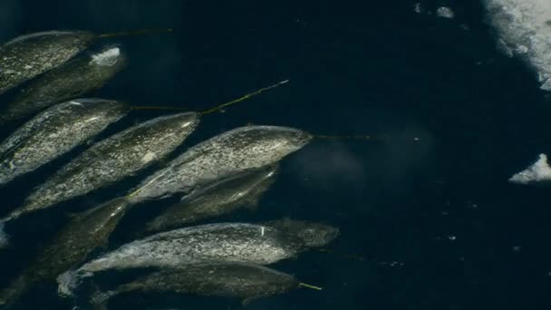 クジラ Monodon Monoceros としても知られるナロールの近くで泳いでおり カナダ北部の北極海の氷の海の端で餌を与えている スローモーション — ストック動画