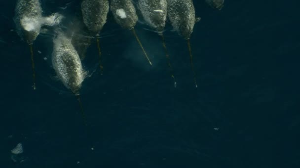 Dekat Narwhals Juga Dikenal Sebagai Narwhale Monodon Monoceros Berenang Dan — Stok Video