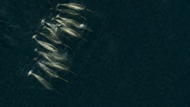 Вид Воздуха Нарвалов Известных Наркиты Monodon Monoceros Плавающие Питающиеся Краю — стоковое видео