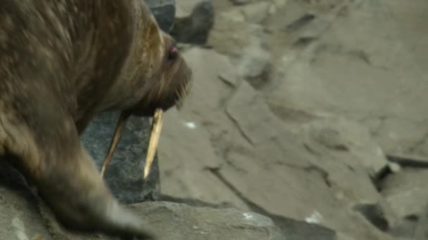 Langzame Beweging Van Walrussen Odobenus Rosmarus Proberen Naar Beneden Komen — Stockvideo