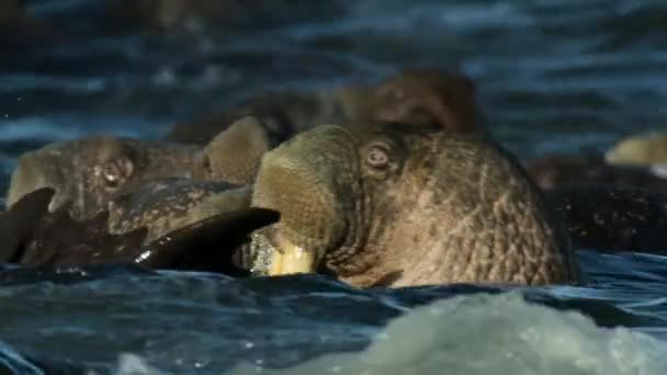 Nahaufnahme Von Walross Odobenus Rosmarus Beim Schwimmen Arktischen Ozean Nordostrussland — Stockvideo