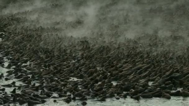 北極海 ロシア北東部の海岸に群生するセイウチ Odobenus Rosmarus の群れ 空中風景 — ストック動画