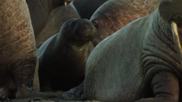 Närbild Valross Kalv Med Föräldrar Odobenus Rosmarus Stranden Norra Ishavet — Stockvideo