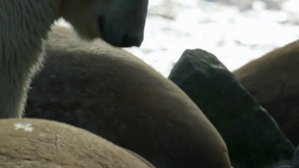北極海 ロシア北東部の海岸のワルルスの死体の間で食物を求めている極熊 スローモーション — ストック動画