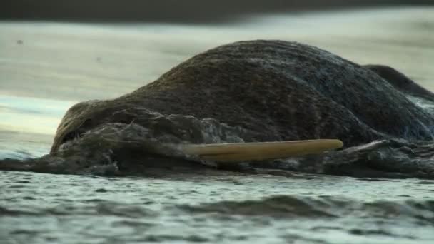 俄罗斯东北部北冰洋沿岸的海象 Odobenus Rosmarus 的尸体从悬崖上掉下来 — 图库视频影像