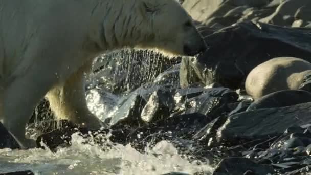 在俄罗斯东北部北冰洋海岸的海象尸体中寻找食物的北极熊 慢动作 — 图库视频影像