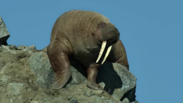 Gros Plan Morse Odobenus Rosmarus Sur Falaise Ciel Bleu Côte — Video