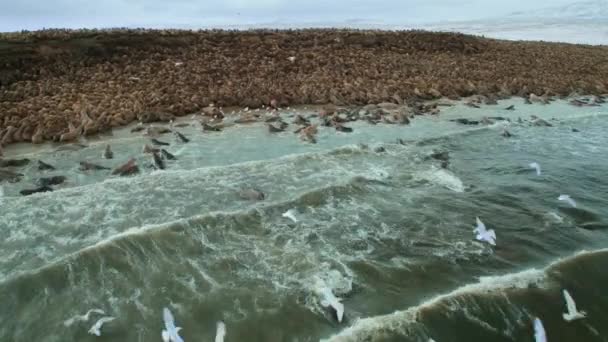 Svärm Valrossar Odobenus Rosmarus Vilar Stranden Norra Ishavet Nordöstra Ryssland — Stockvideo