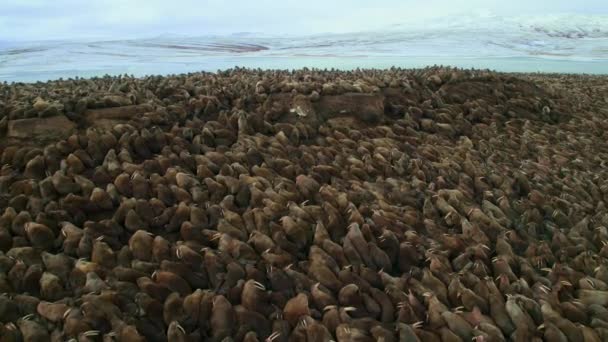 Roj Mroží Odobenus Rosmarus Odpočívá Březích Severního Ledového Oceánu Severovýchodním — Stock video