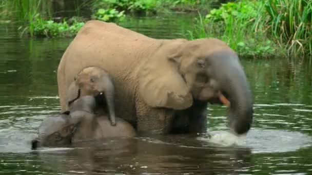 Elefantes Extraen Sales Del Lodo Usando Sus Troncos Mbeli Bai — Vídeos de Stock