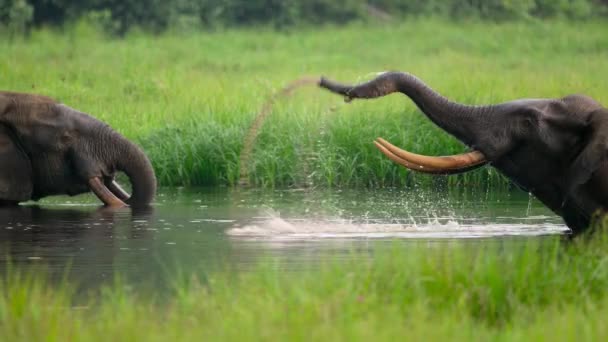 Elefantes Extraen Sales Del Lodo Usando Sus Troncos Mbeli Bai — Vídeo de stock