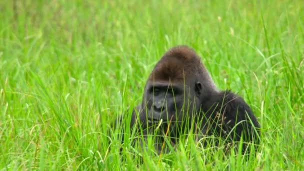 Gorillorna Kommer För Att Livnära Sig Vattenlevande Växter Rika Salt — Stockvideo