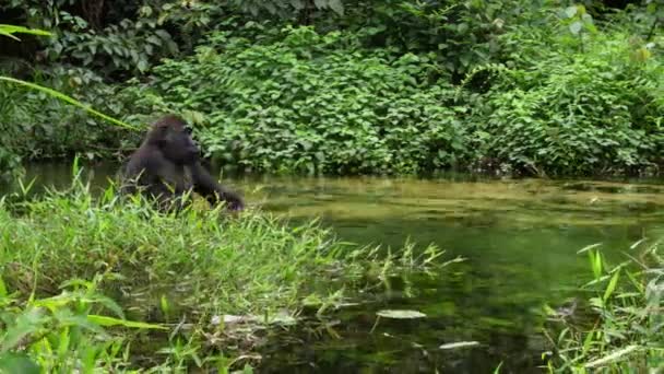 Gorilla Komen Zich Voeden Met Waterplanten Rijk Aan Zout Mbeli — Stockvideo