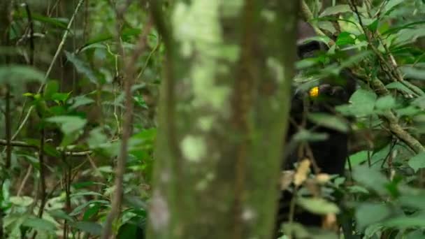 Close Gorila Das Terras Baixas Ocidentais Gorila Gorila Comendo Frutas — Vídeo de Stock