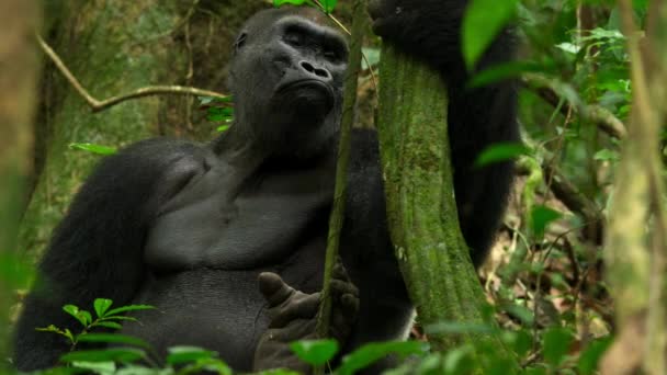 Close Van Een Grote Zilverrug Mannelijke Gorilla Gorilla Gorilla Zittend — Stockvideo
