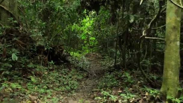 緑の葉と速報太陽の光で質感を生きる 太陽の光がアフリカのコンゴの木の緑の葉を通って彼らの道を作る — ストック動画