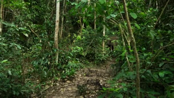 Close Elefante Africano Loxodonta Procura Comida Floresta Africana República Congo — Vídeo de Stock