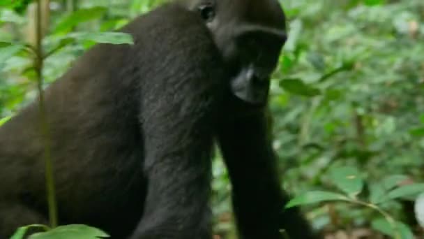 刚果共和国西部低地大猩猩 大猩猩 在非洲森林中散步的特写镜头 — 图库视频影像