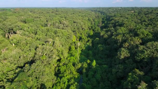 Αεροφωτογραφία Των Κορυφών Των Δέντρων Των Τροπικών Δασών Στο Κονγκό — Αρχείο Βίντεο