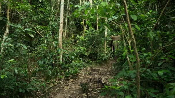 Close Elefante Africano Loxodonta Procura Comida Floresta Africana República Congo — Vídeo de Stock