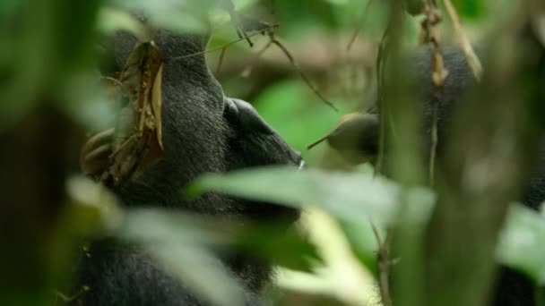 Gros Plan Gorille Des Basses Terres Ouest Gorille Gorille Mangeant — Video
