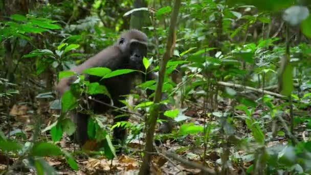 Afrika Nın Kongo Cumhuriyeti Ormanlarında Yürüyen Bir Batı Ovası Gorilinin — Stok video