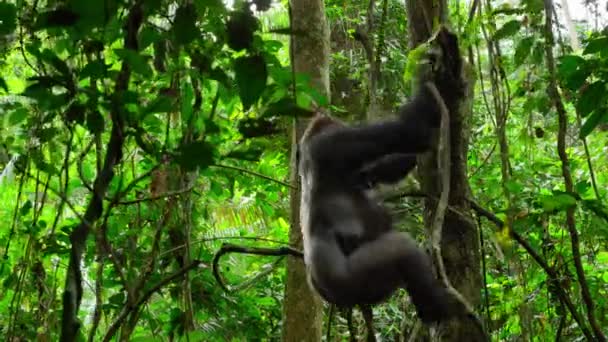 Close Van Een Grote Zilverrug Mannelijke Gorilla Gorilla Gorilla Klimmen — Stockvideo