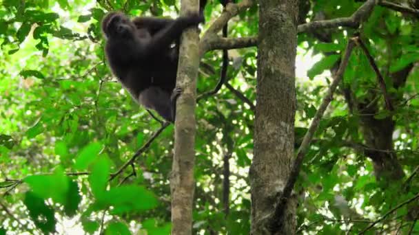 刚果共和国西部低地大猩猩 大猩猩 爬下了非洲森林中的一棵树 — 图库视频影像