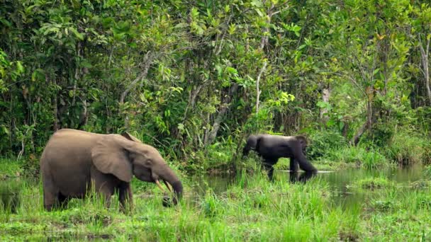 Ελέφαντες Και Γορίλες Έρχονται Τραφούν Υδρόβια Φυτά Και Άλατα Ορυχείων — Αρχείο Βίντεο