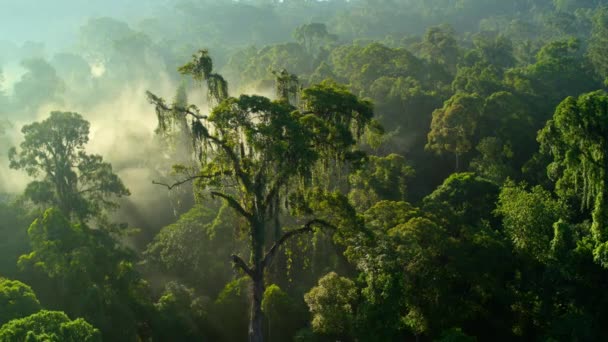 Letecký Pohled Vrcholky Tropických Deštných Pralesů Kongu Afrika — Stock video