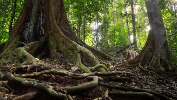 Nahaufnahme Des Nebelleoparden Neofelis Nebulosa Beim Wandern Dschungel Kongo Afrika — Stockvideo