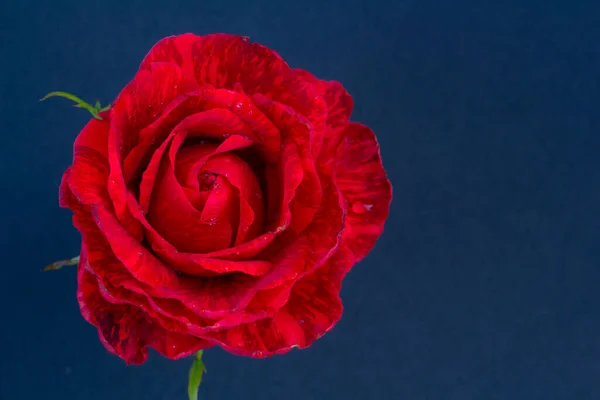 Яркая алая роза на синем фоне, пространство для текста, пространство для копирования — стоковое фото
