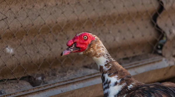 Pato muscoso adulto en el corral, macho de cerca — Foto de Stock