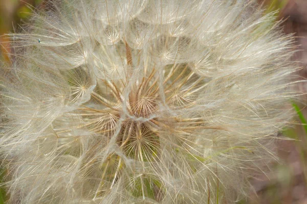 Diente de león en un campo en los rayos del sol, flor del aire —  Fotos de Stock