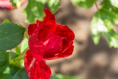 Burgundy çizgili kırmızı gül goncası, yakın plan.