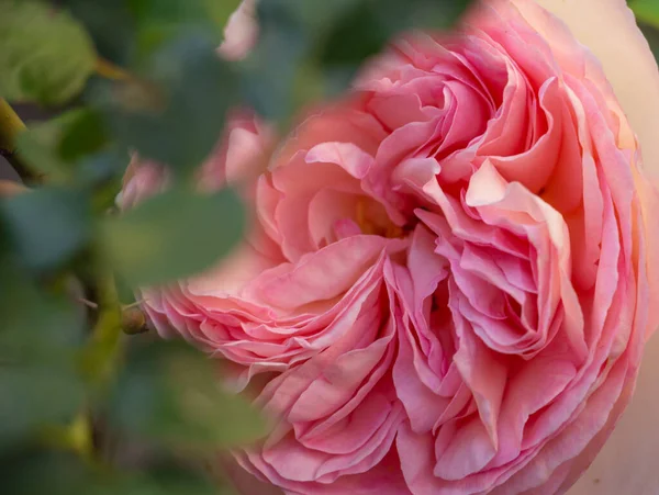 Delikatny różowy pączek róż z bliska w ogrodzie — Zdjęcie stockowe