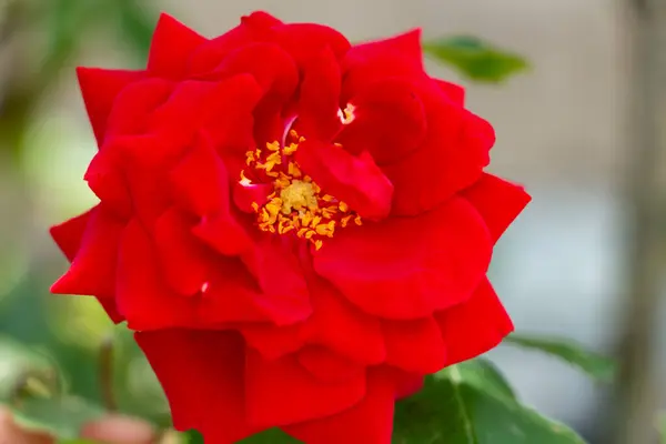 Röda lockiga rosenknoppar närbild, kärlekssymbol — Stockfoto
