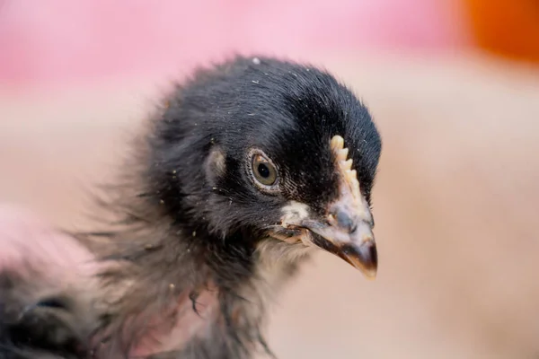 Retrato de lindo pollo negro y gris, animal de granja — Foto de Stock